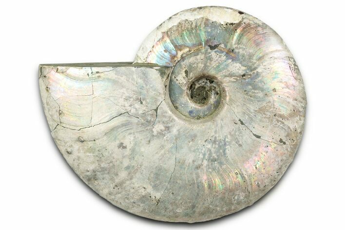 Silver Iridescent Ammonite (Cleoniceras) Fossil - Madagascar #344164